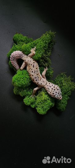 Ящерица эублефар