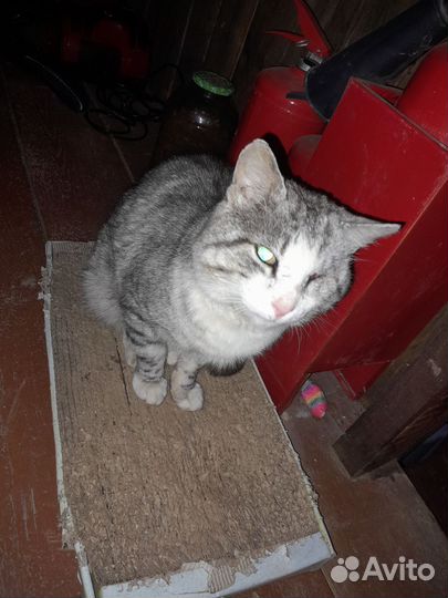 Кот ищет дом