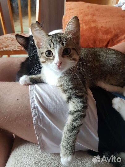 Кошка в дар бесплатно