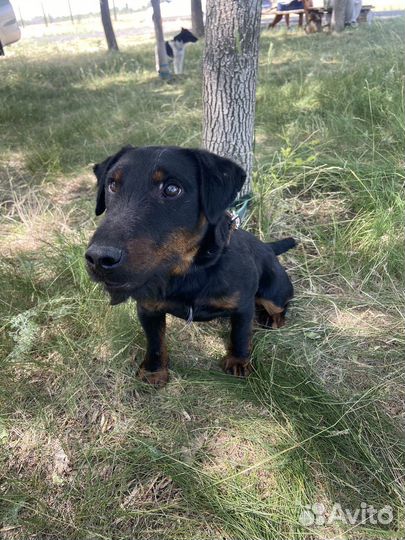 Кобель Ягдтерьер