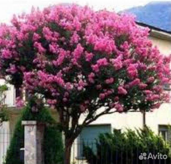 Лагерстремия индийская сирень