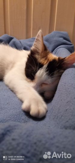 Кошка котенок