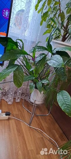 Спатифиллум