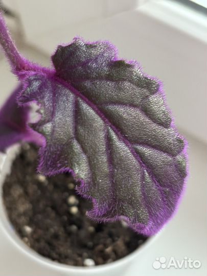 Гинура, цветок гинура