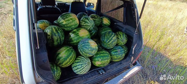 Арбузы