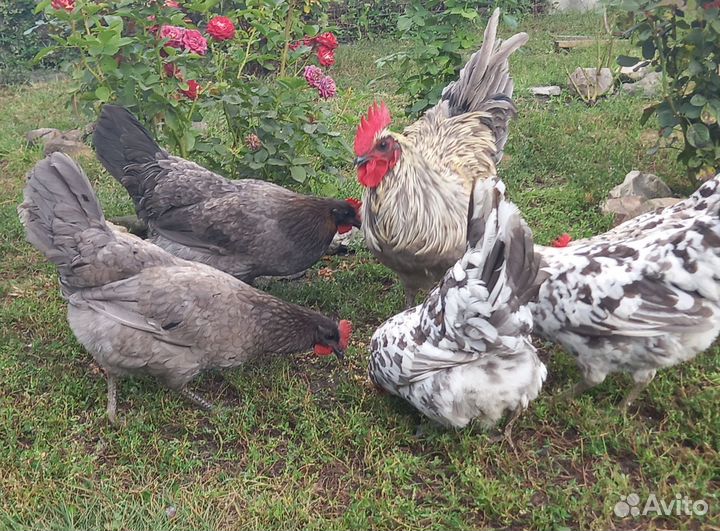 Сильверудд. Инкубационное яйцо