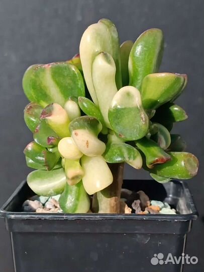 Крассула, Crassula Gollum yellow variegata