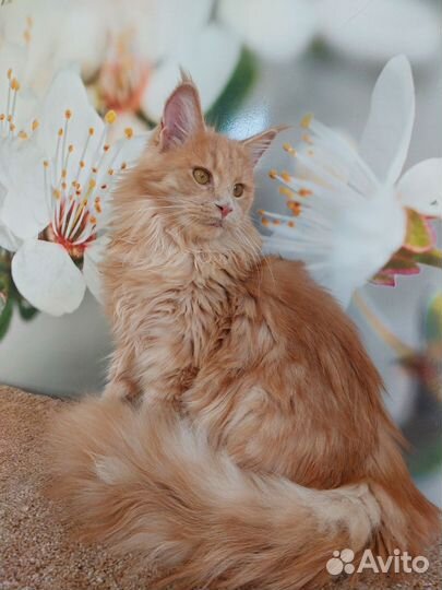 Мисс нежная Эстетика