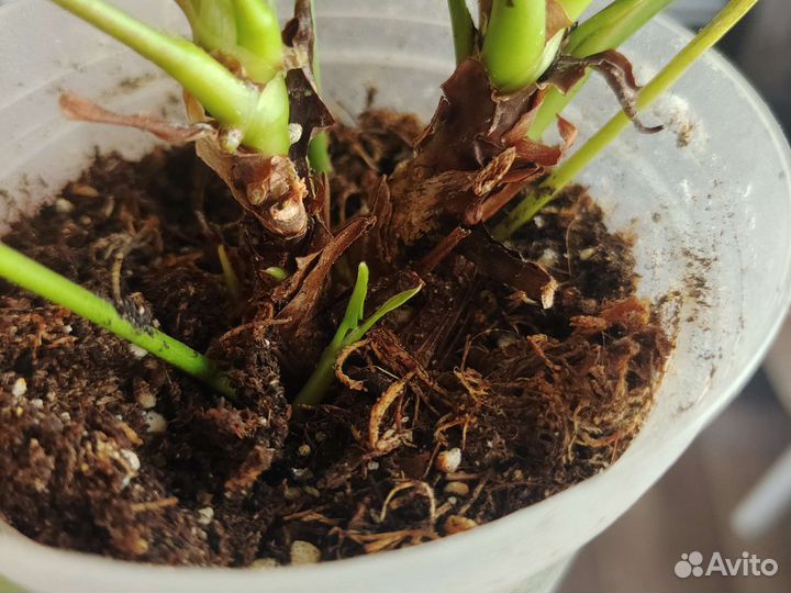 Излишки растений