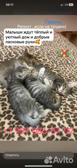 Отдам котяток