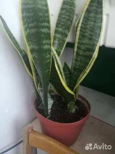 Сансевиерия