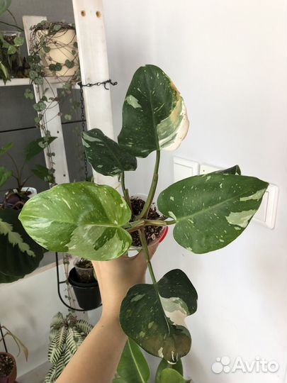 Филодендрон белая принцесса продано