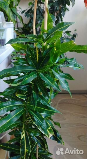 Кротон длиннолистный- бронь до конца августа