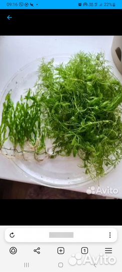 Валиснерия спиральная