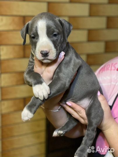 Щенки питбуля