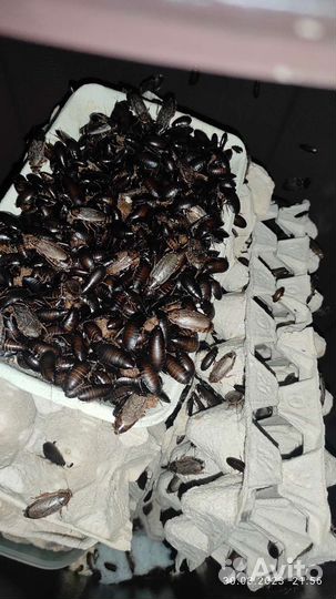 Мраморные тараканы