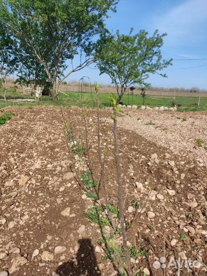 Саженцы инжира