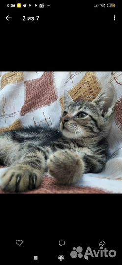 Котята