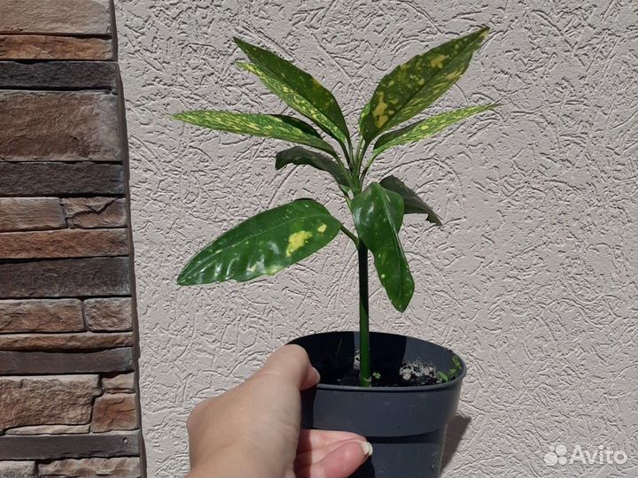 Аукуба японская