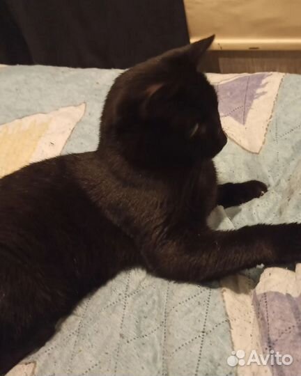 Котик Сема