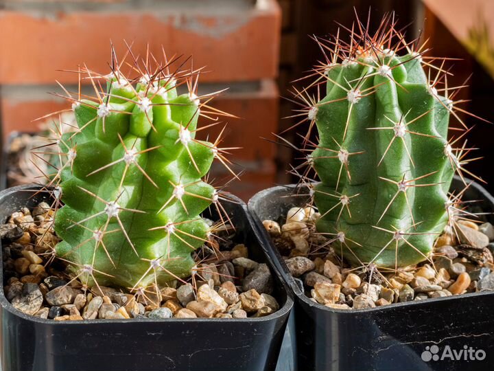 Кактусы цветущие