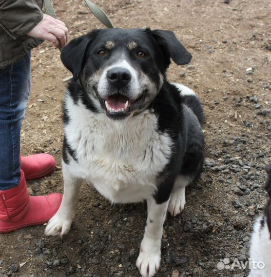 Тимур ищет дом