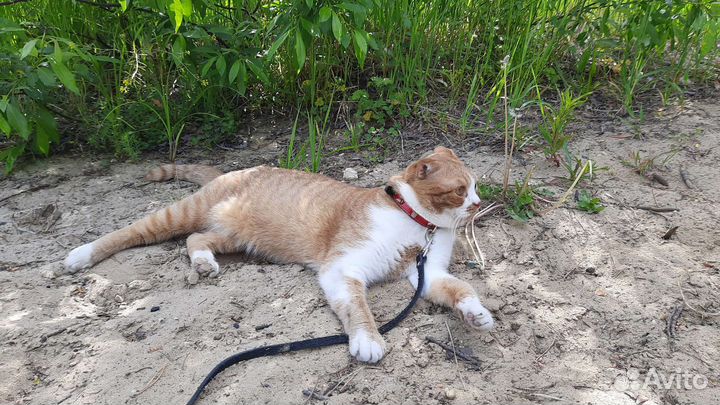 Коты для вязки