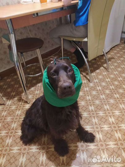 Шапочка для спаниелей, снуд