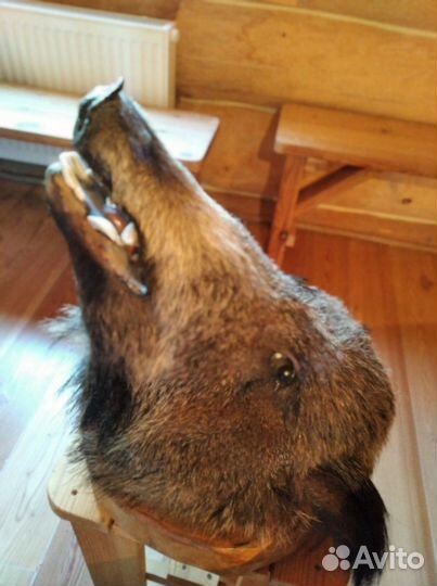 Свинячье рыло