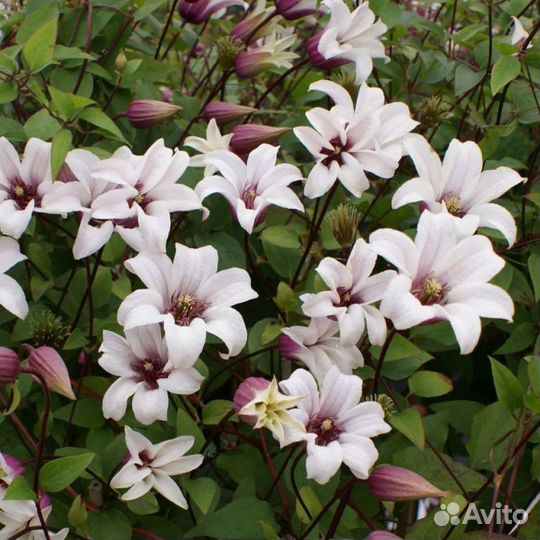 Клематис принцесса Кейт