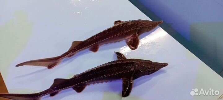 Гибрид русского на ленского (малёк)