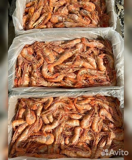 Креветка Северная