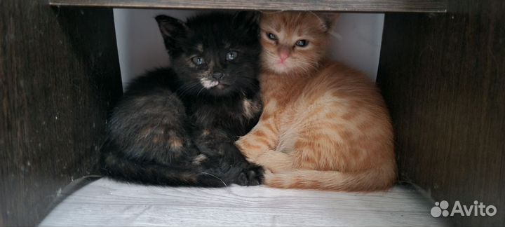 Котята малыши в добрые руки