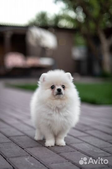 Белый мальчик померанский шпиц