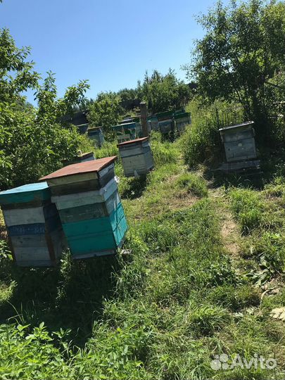 Пчелы с ульями