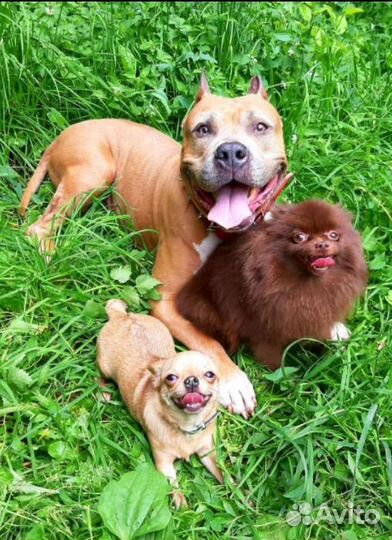 Передержка Собак и Дрессировка и Корм для Собак