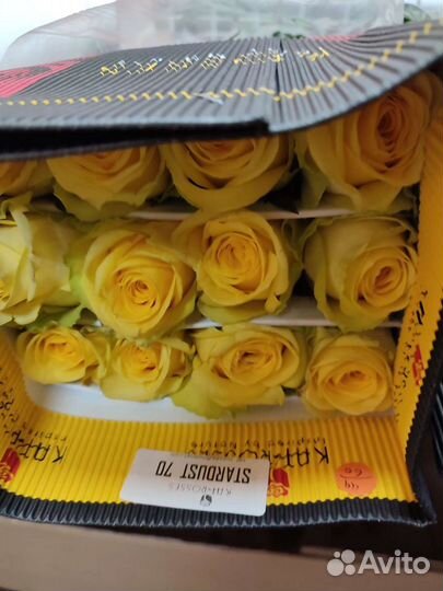 Цветы роза Эквадор опт