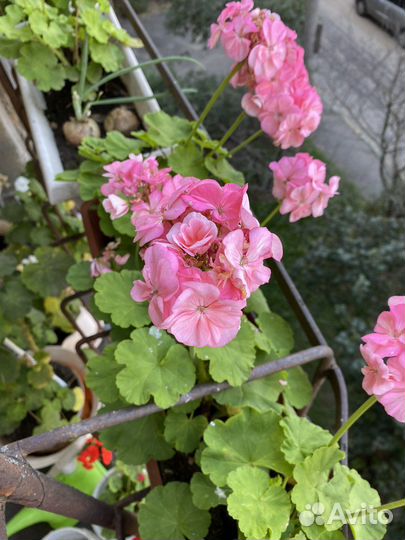 Герань пеларгония