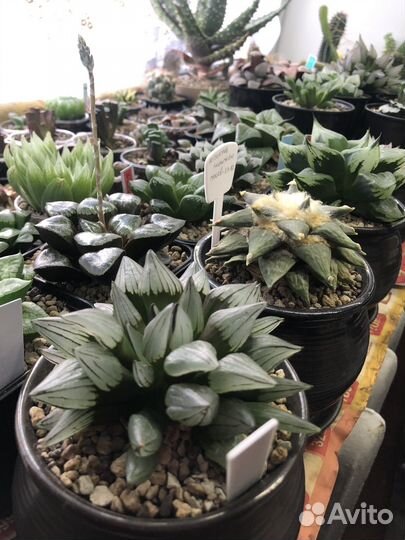 Хавортия атрофуска мутант