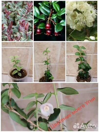 Мирт и семейство миртовых