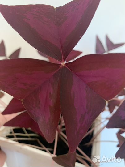 Домашний цветок