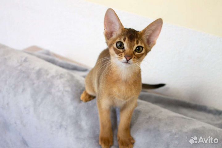 Абиссинские котята