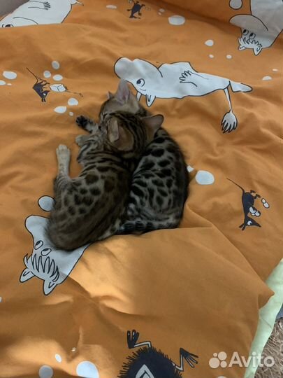 Бенгальские котята