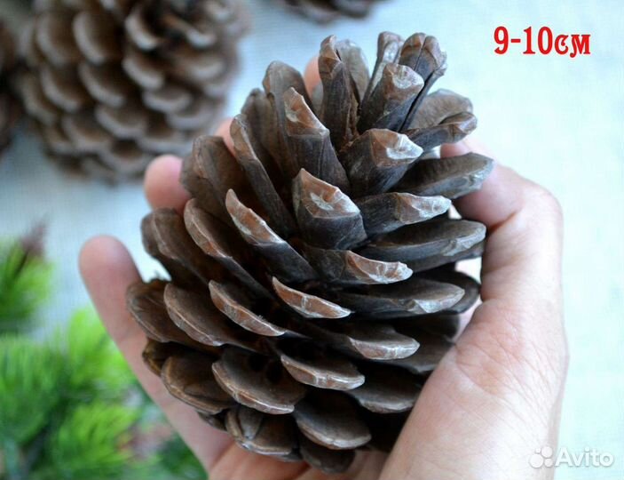 Огромные шишки крымской сосны