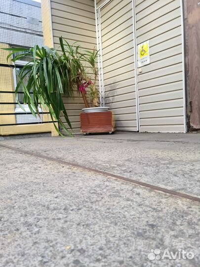 Пальма юкка