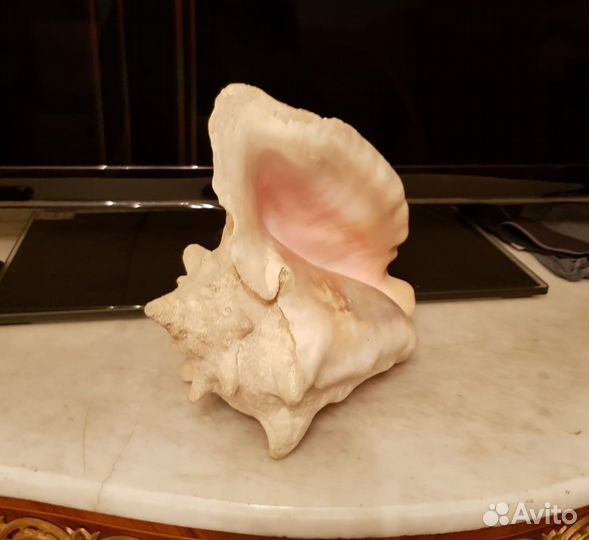 Морская ракушка (Мальдивы)