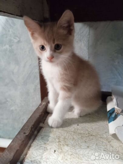 Котята в дар