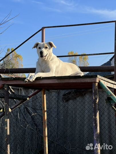 Метис лабрадора