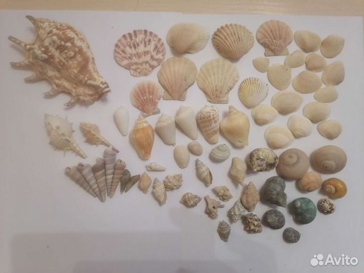 Ракушки для аквариума