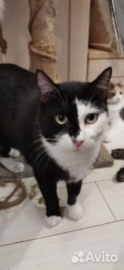 Феликс кот котик в дар